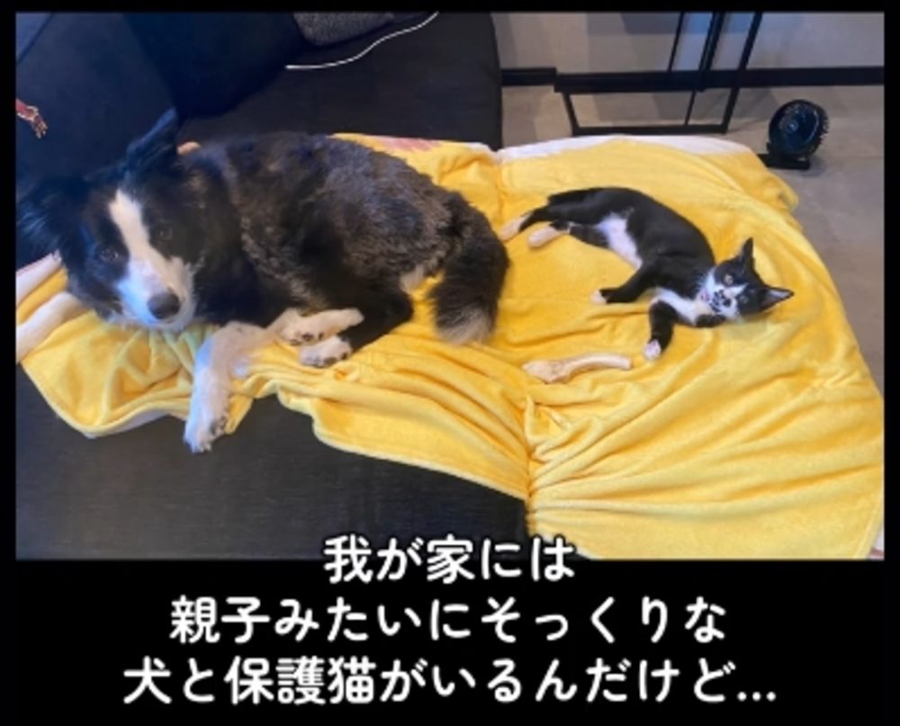 兄弟のように似ている（@tinkpine1966さんの投稿より）