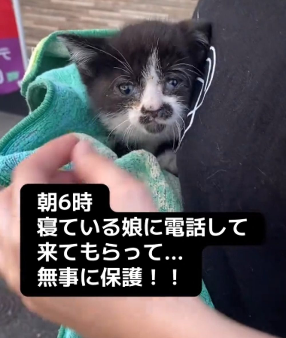 愛犬が子猫を生け垣で見つけて保護　→2ヶ月後の様子に…「運命感じちゃいますね」「素敵な出会い」「きっと前世兄弟」