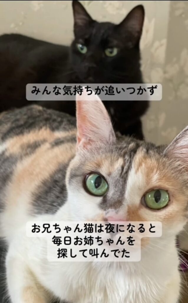 突然のお別れ…（@tinkpine1966さんの投稿より）