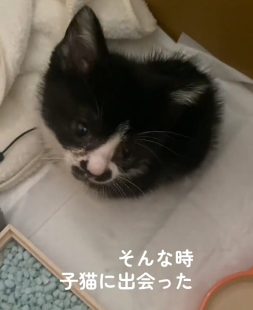 運命的な出会い（@tinkpine1966さんの投稿より）