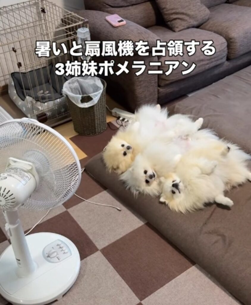 川の字で涼んでいる（@melkuramarinさんご提供）