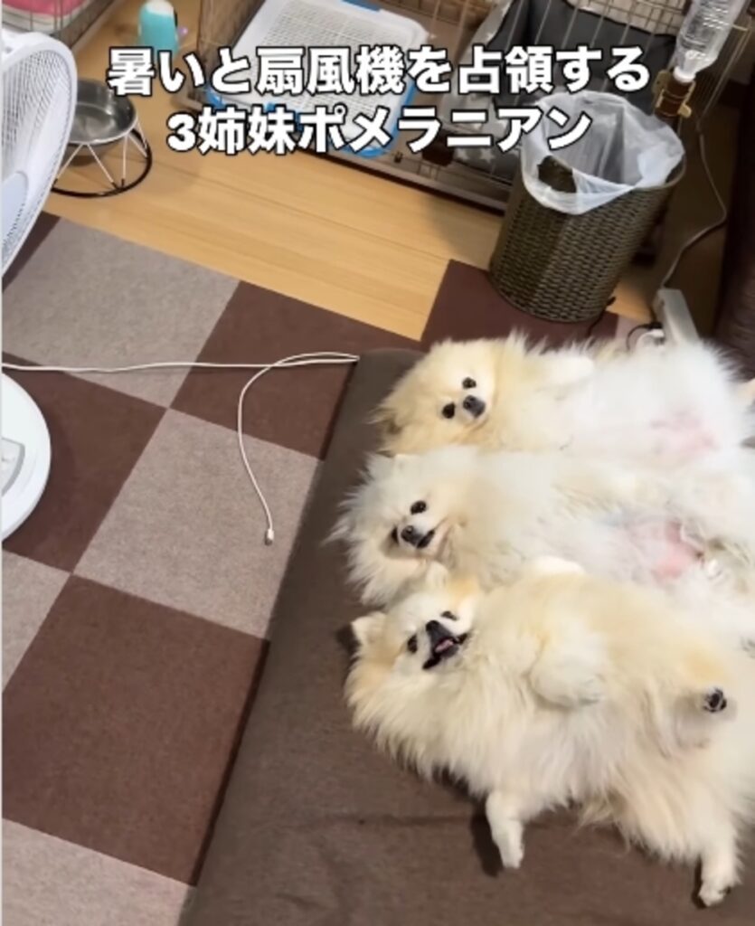 近付いても同じ姿勢（@melkuramarinさんご提供）