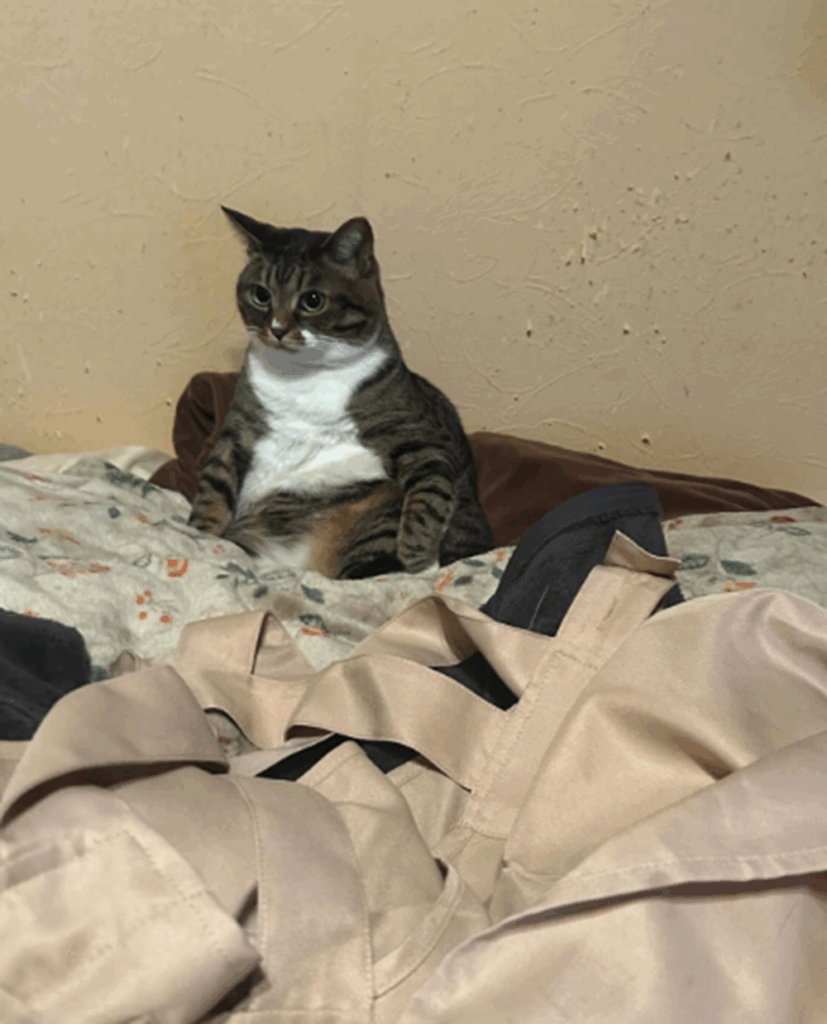 どっしりと座るタビちゃん（＠ohkuma.iyashiさんより提供）