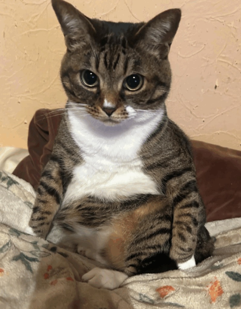 タンクトップ？を着ているような…（＠ohkuma.iyashiさんより提供）