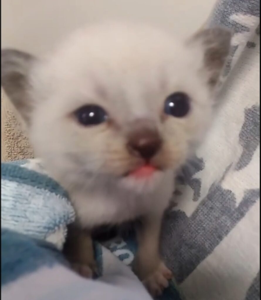 【実際の写真5枚】　７年後の様子