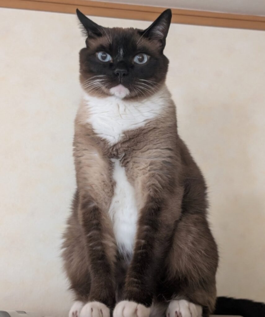 貫禄十分！（@yukimi.06さんご提供）