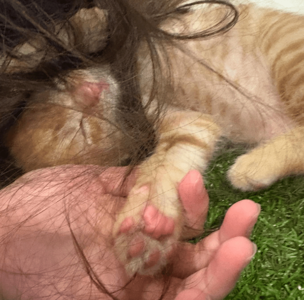 手を繋いで…（＠hungry.zさんより提供）