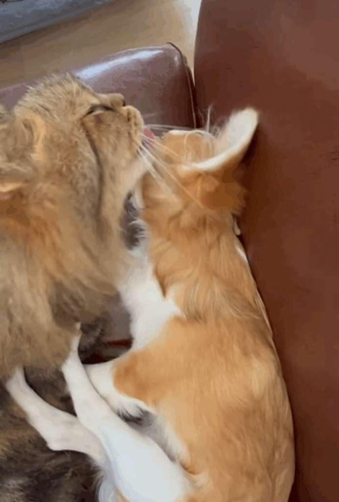 ライくんがケンゾーくんを寝かしつけます（＠nao0200さんより提供）