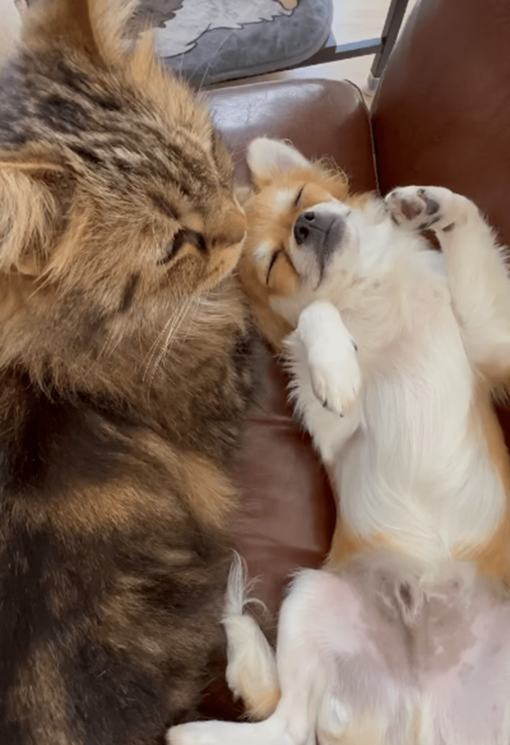 お互いにぴったりと寄り添う猫ちゃんとワンちゃん…猫が犬を寝かしつける姿に「幸せな気持ちになりました」「何だか眠たくなってきました…」