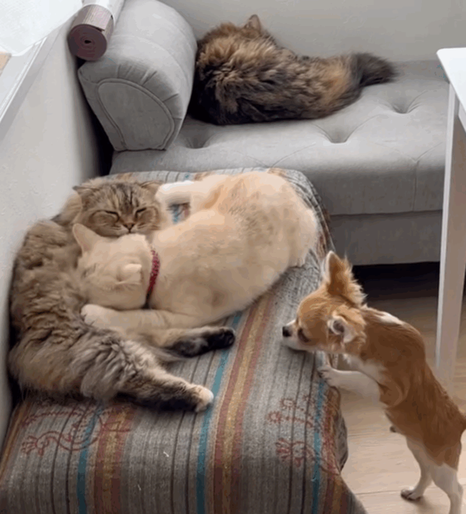 ハナちゃんがネネちゃんに母乳を（＠nao0200さんより提供）