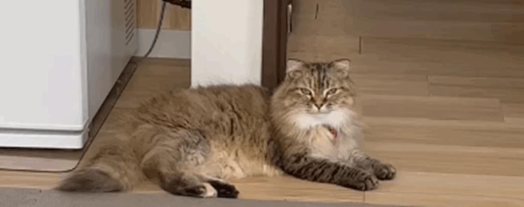 【実際の写真7枚】　飼い主さんが見た光景