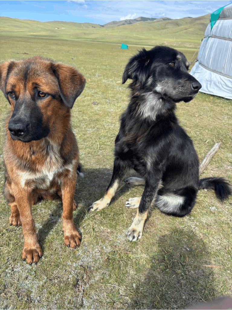 モンゴルの犬たち（@Sheila97190さん提供）