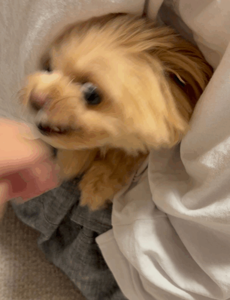 怒っています（＠_tsuku.kan.ito_さんより提供）