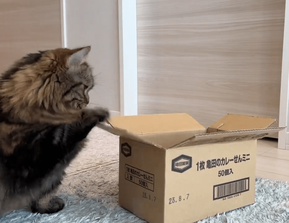 箱を叩くアーサーくん（@MunchKINGArthurさん提供）