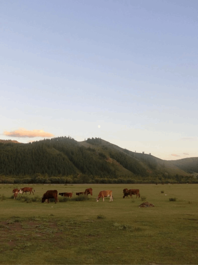モンゴルの風景（@Sheila97190さん提供）