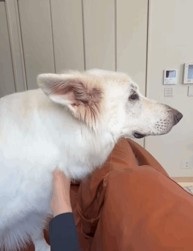 よいしょ（@leo_leo0327さん提供）