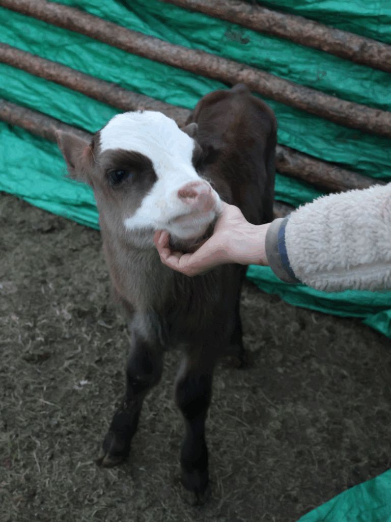 モンゴルの子牛（@Sheila97190さん提供）