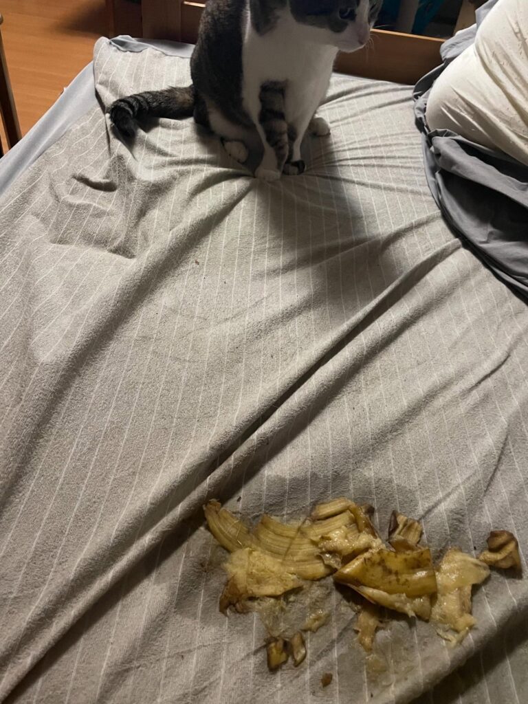 猫ちゃんの粗相かと思ったら…（＠nyanmamanyan11さんより提供）