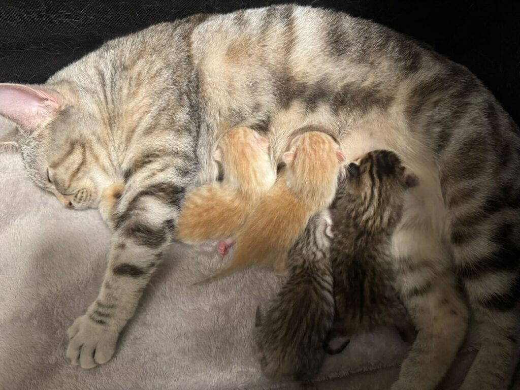 【実際の写真7枚】　飼い主さんが見た光景