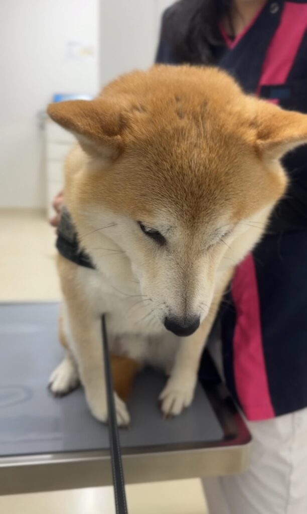 内股に…（＠mutsuki0205さんより提供）