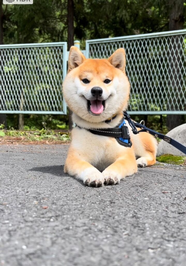 現在の姿（@mamechiyo728さんより提供）