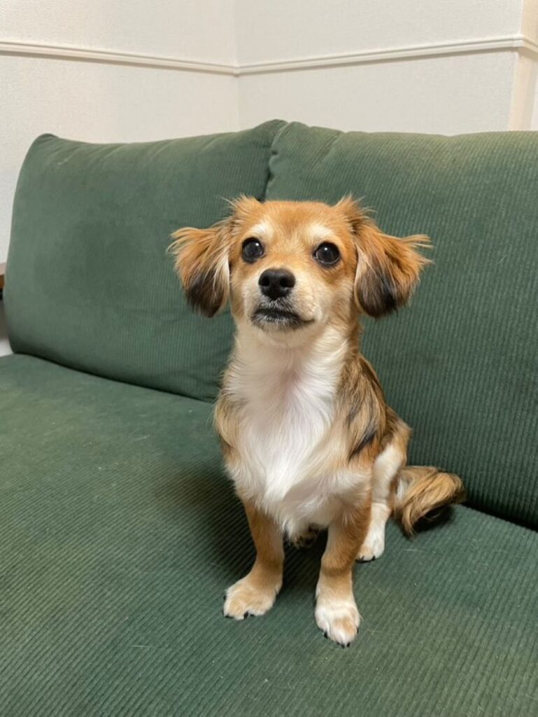 座ってじっと見つめるきなこちゃん（＠user1232567490502さんより提供）