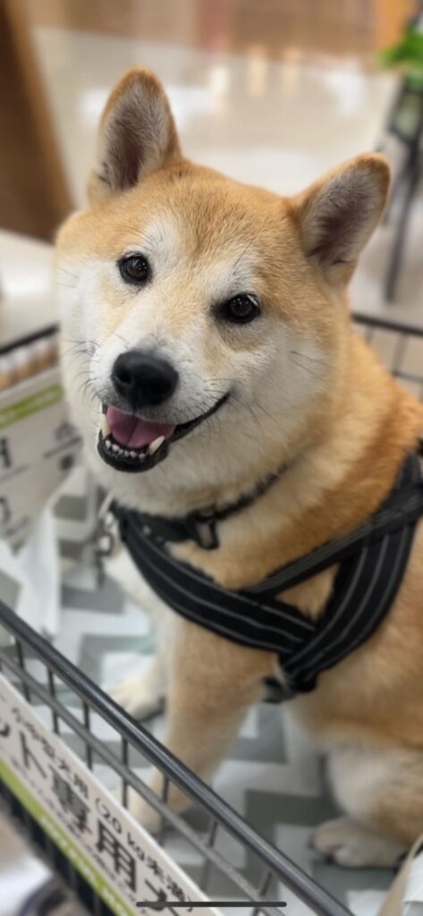 普段の様子②（＠mutsuki0205さんより提供）