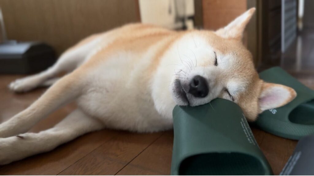 普段の様子①（＠mutsuki0205さんより提供）