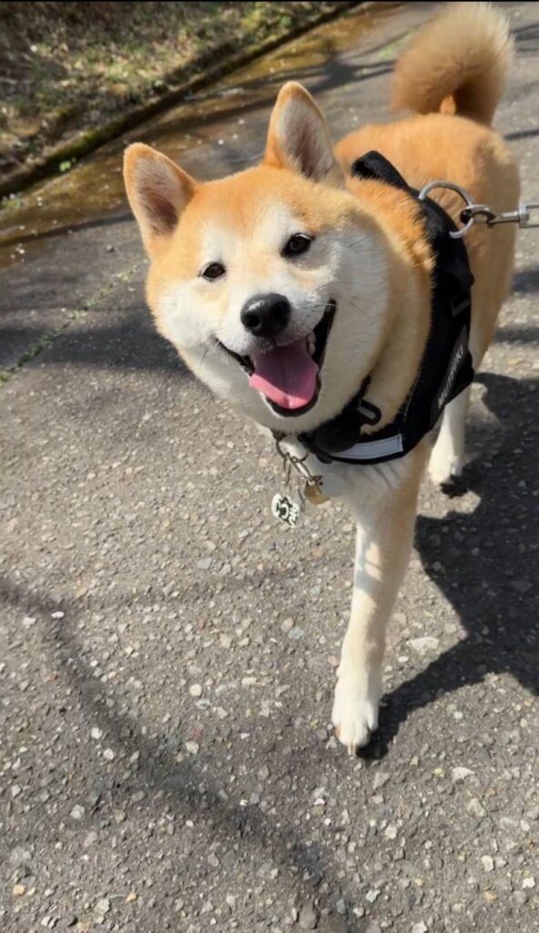 【実際の写真5枚】　飼い主さんが見た光景