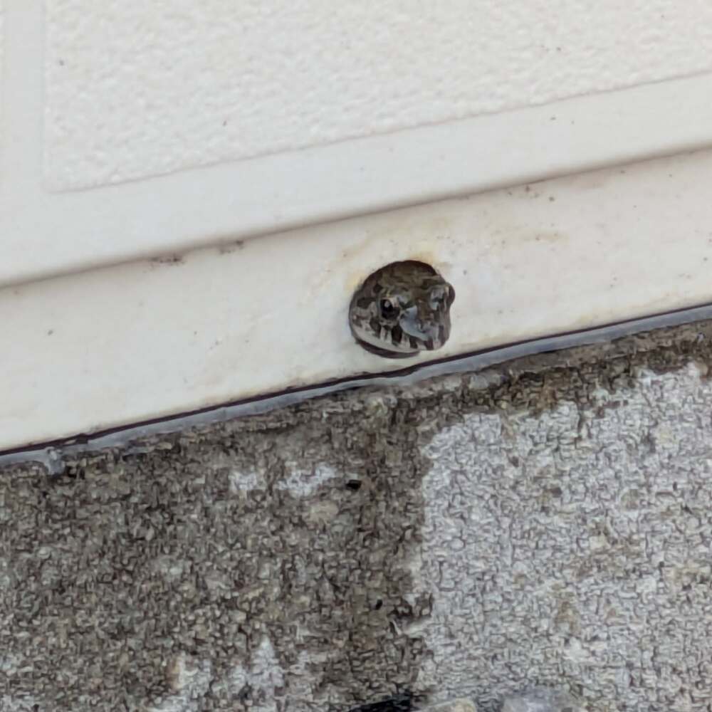 よく見るとカエルが！（@hisayoshi1973より提供）