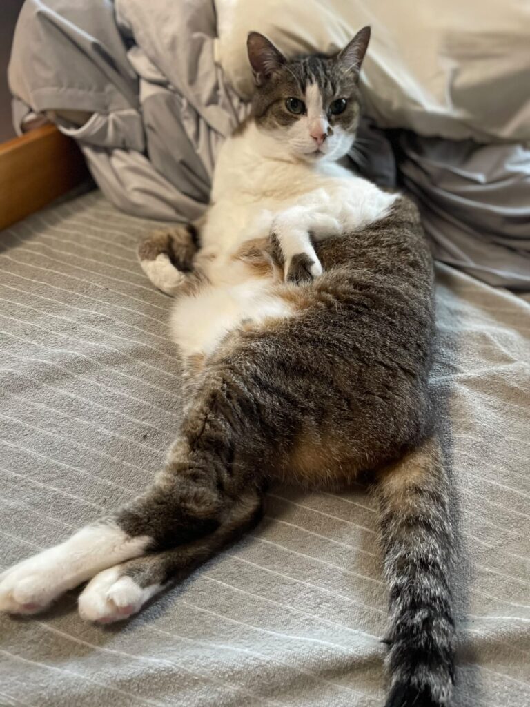 普段の様子①（＠nyanmamanyan11さんより提供）