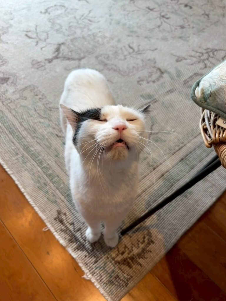 もちくん③（＠misaringo555さんより提供）