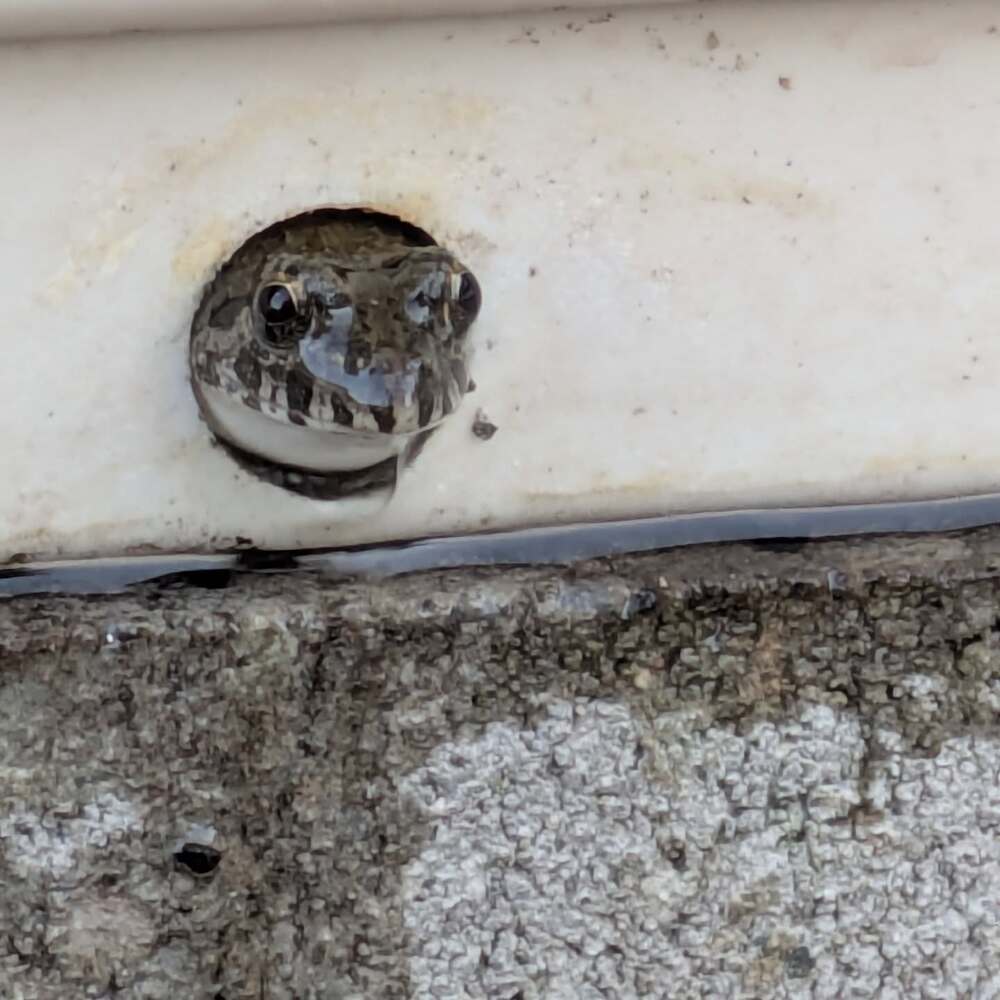 よほど快適なのか（@hisayoshi1973より提供）