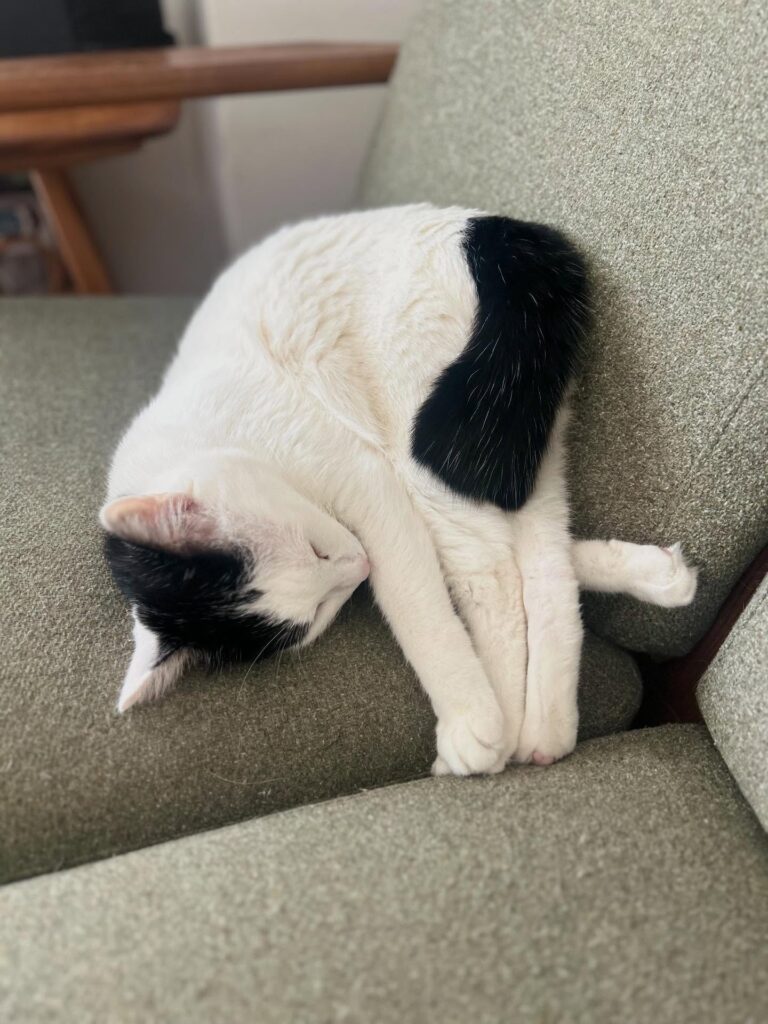 普段の様子②（＠misaringo555さんより提供）