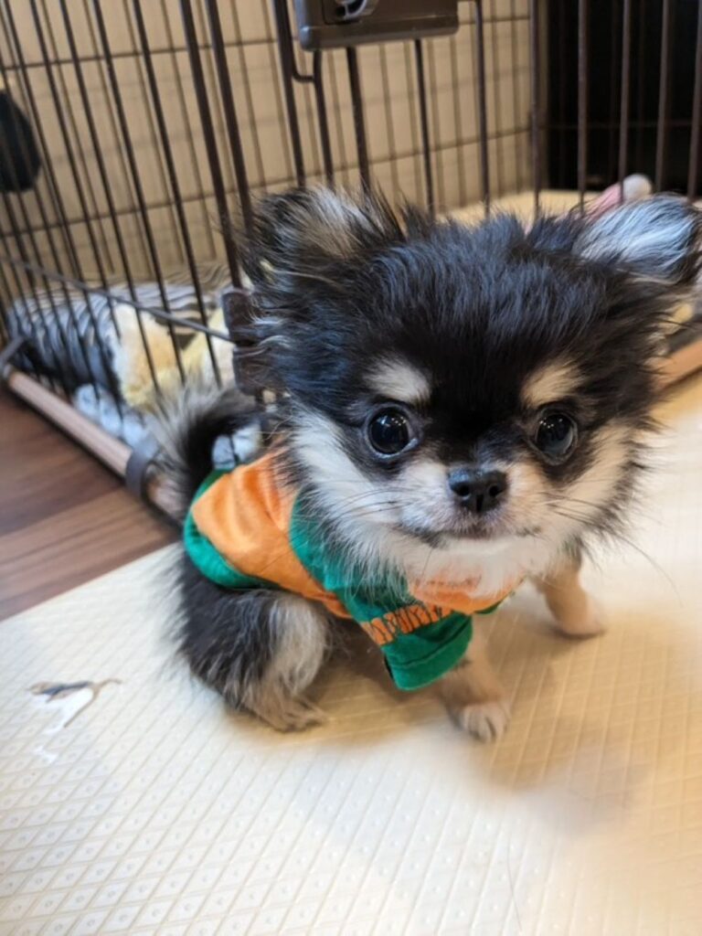 初めてお洋服を着た日（＠yomogi5.5さんより提供）