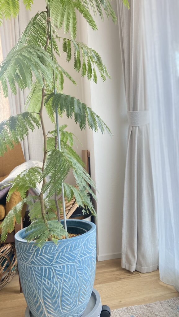 エバーフレッシュ①（＠mybrandnewlife888さんより提供）