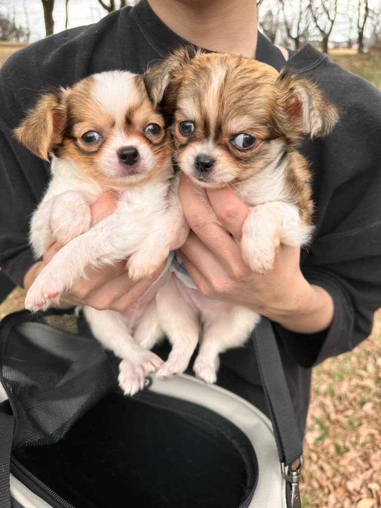 シンパチくんとケンゾーくん（＠nao0200さんより提供）