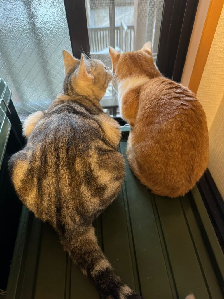 ののちゃん（＠misako.ten.nonoさんより提供）