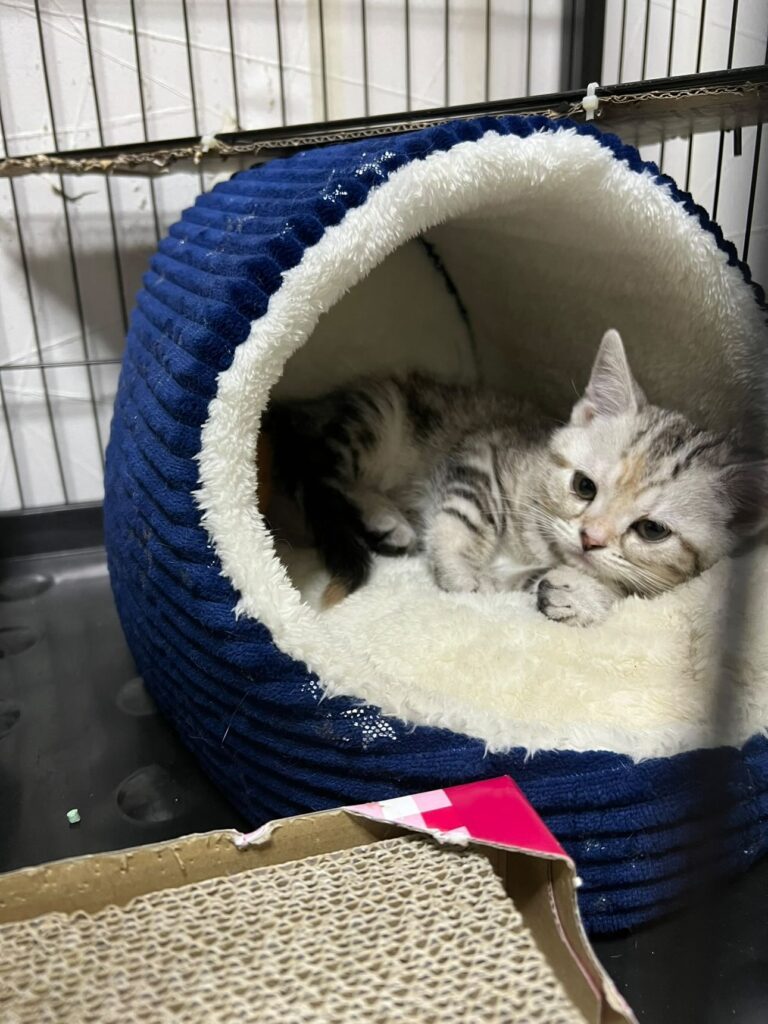 子猫の頃（＠misako.ten.nonoさんより提供）