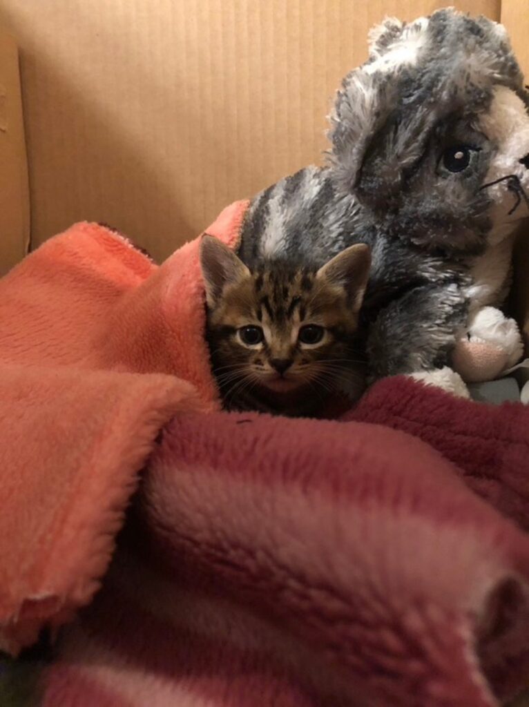 保護した日の様子。かわいい…！！（@inayushiyuさんより提供）