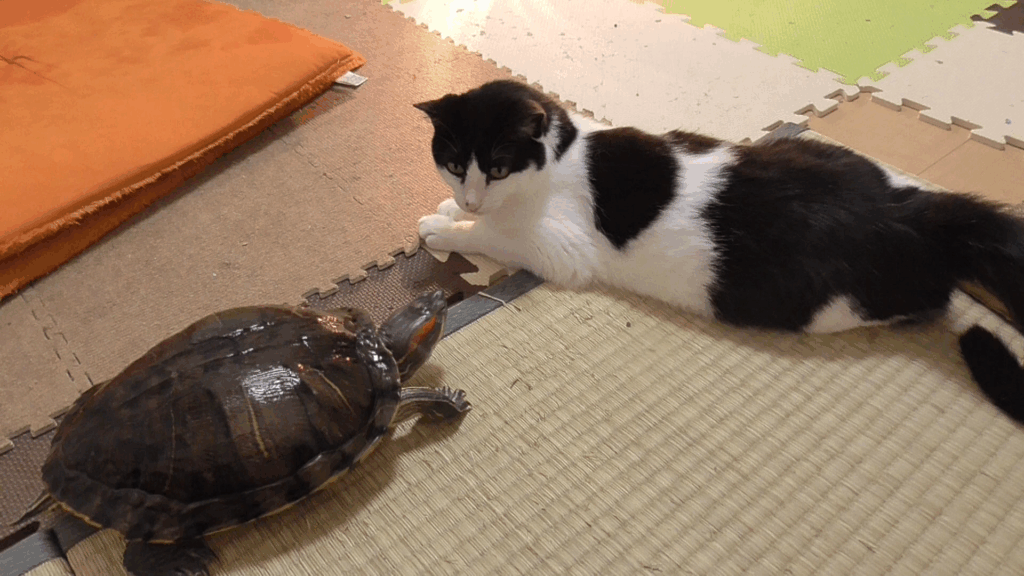 なっつちゃんとぐいちゃん①（＠neko_natsubonさんより提供）