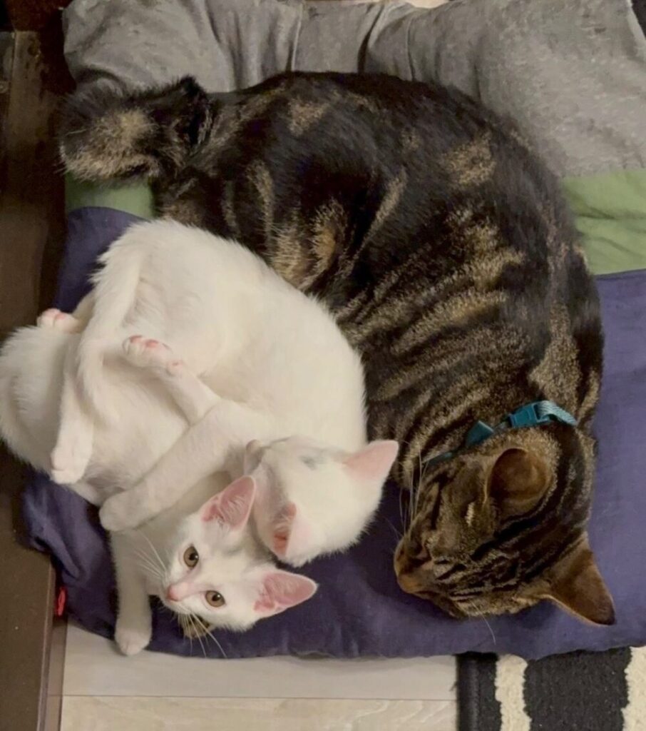 後輩猫たちを見守るレヴィくん（@inayushiyuさんより提供）