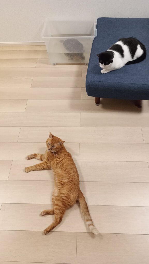 猫と亀の暮らし（＠neko_natsubonさんより提供）