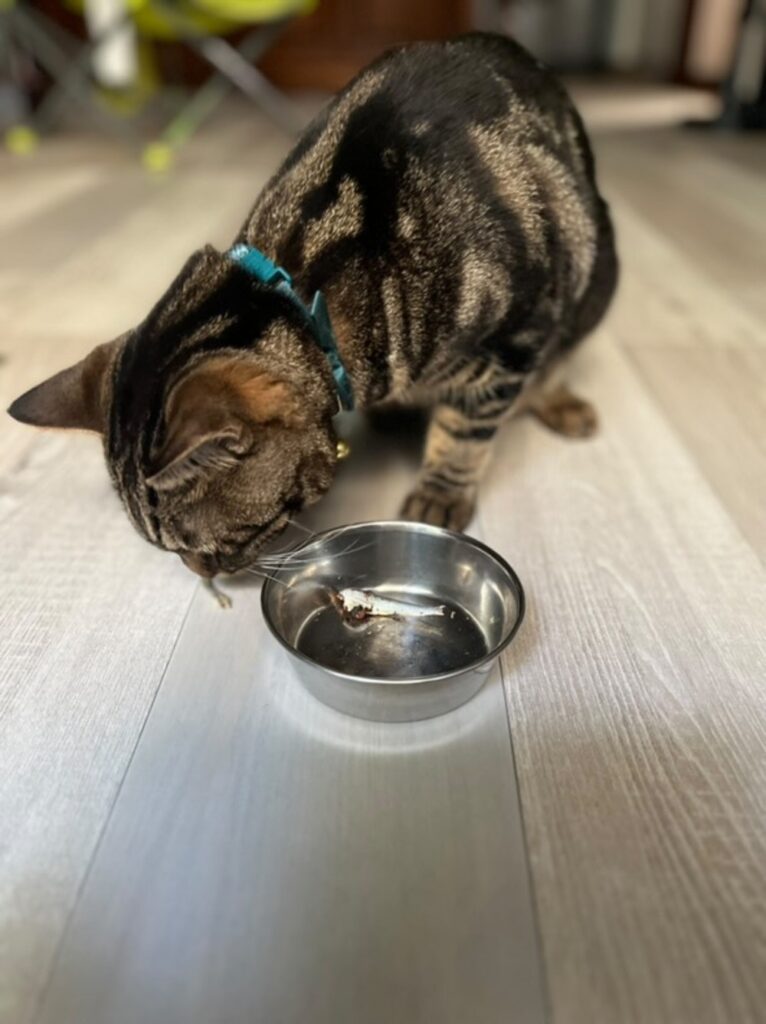 食べている様子（@inayushiyuさんより提供）