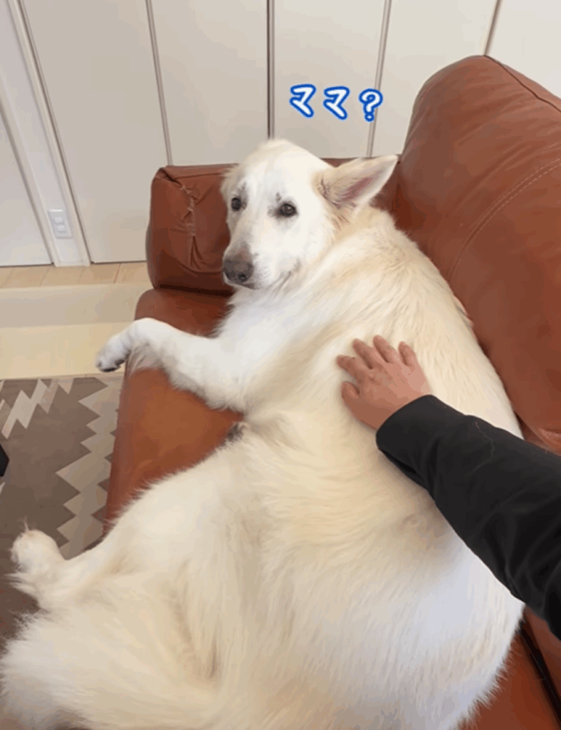 トントンじゃない（@leo_leo0327さん提供）