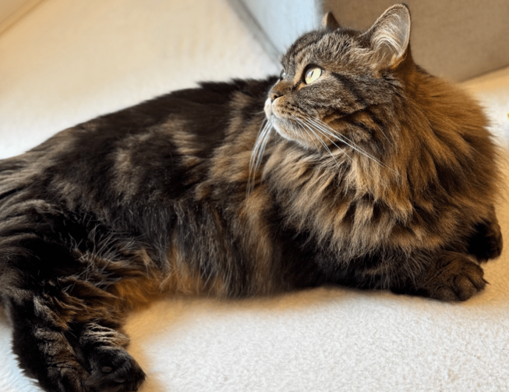 アーサーくん①（@MunchKINGArthurさん提供）