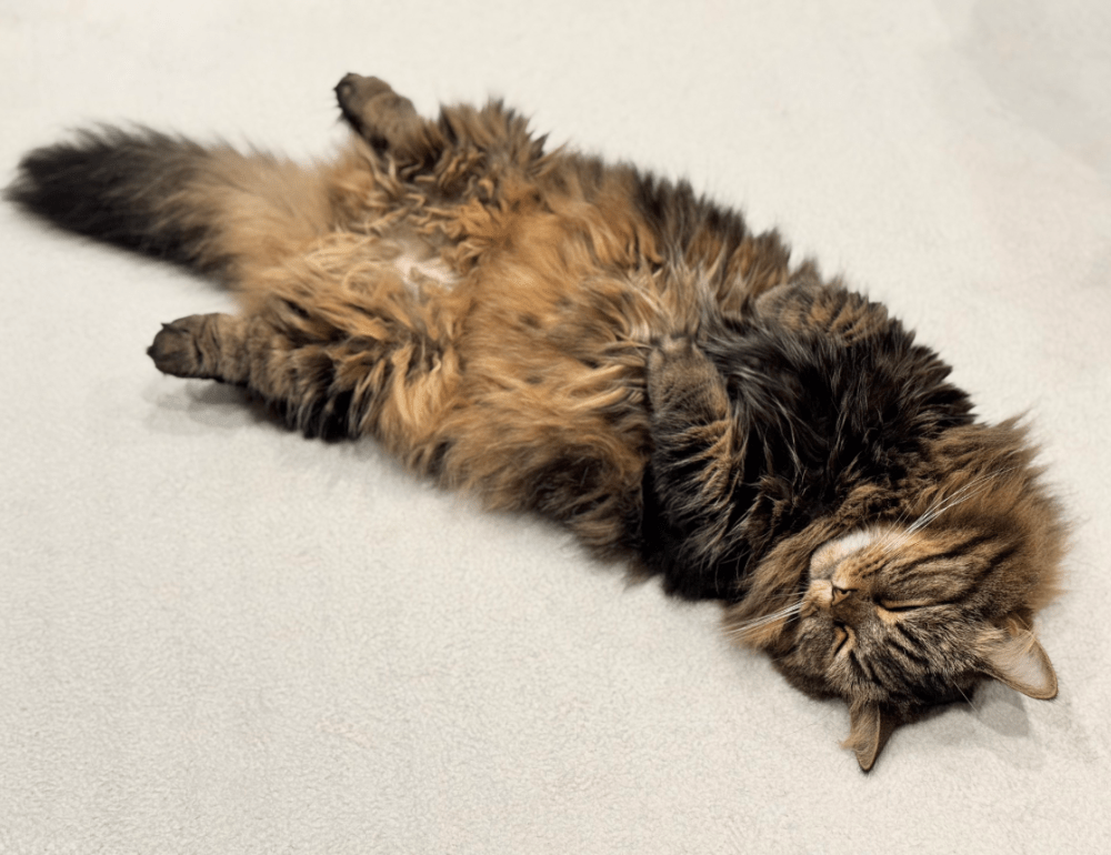 【実際の写真5枚】　飼い主さんが見た光景