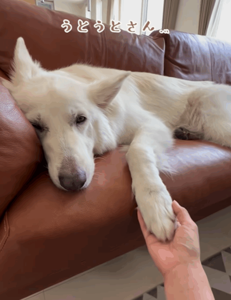 おやすみ（@leo_leo0327さん提供）