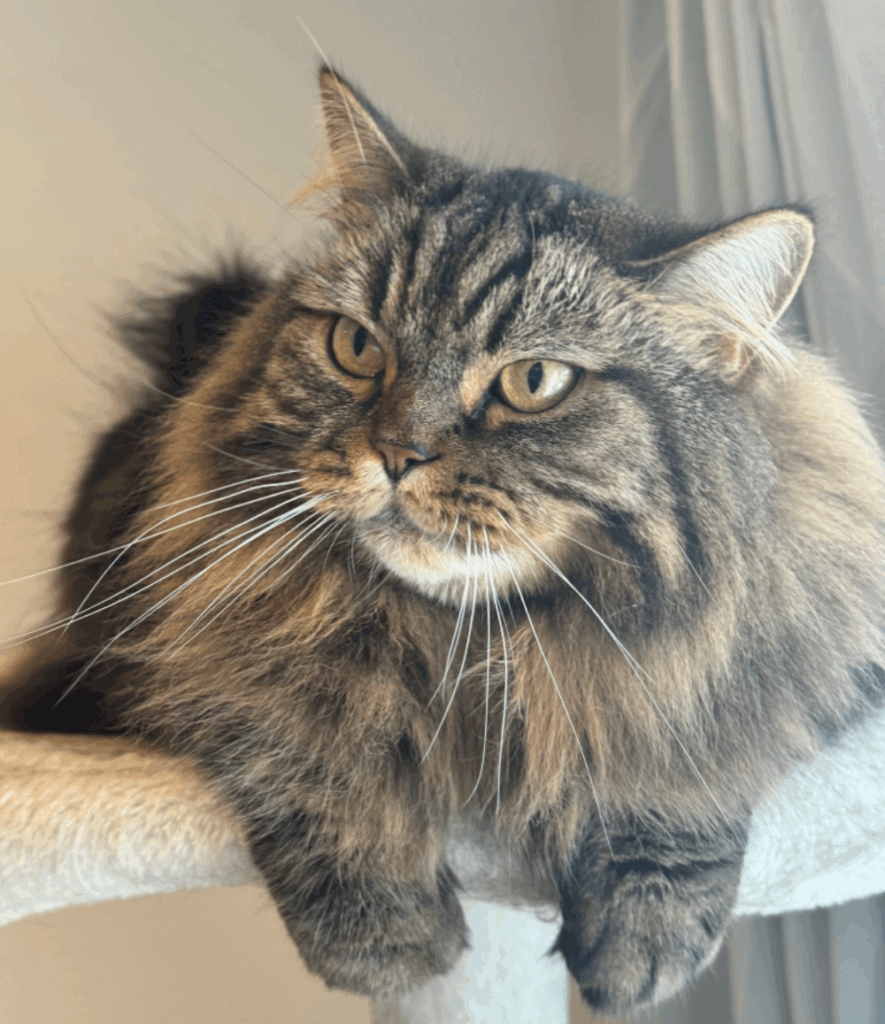 アーサーくん③（@MunchKINGArthurさん提供）