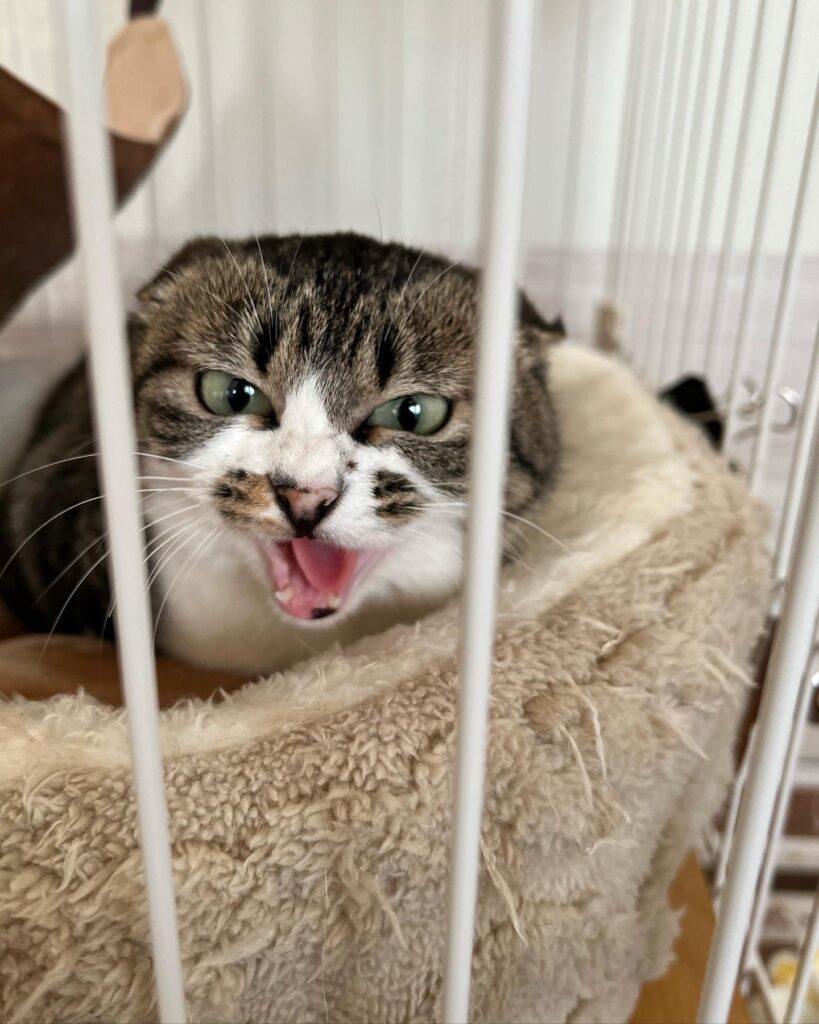 保護した後の小梅ちゃん（@mamezo.koumeさんより提供）